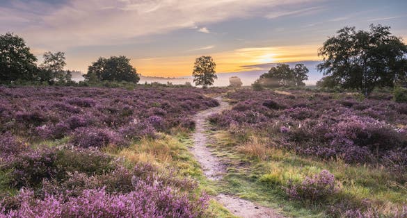 photo of view of Purple heather in august, on the Hoorneboegse Heide, Hilversum The Netherlands.