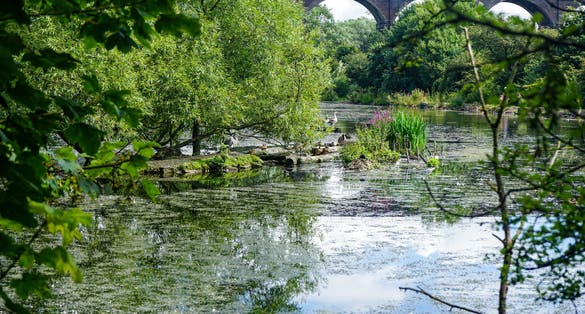 Photo of bridge and birds in the Reddish vale country park, Manchester, England.