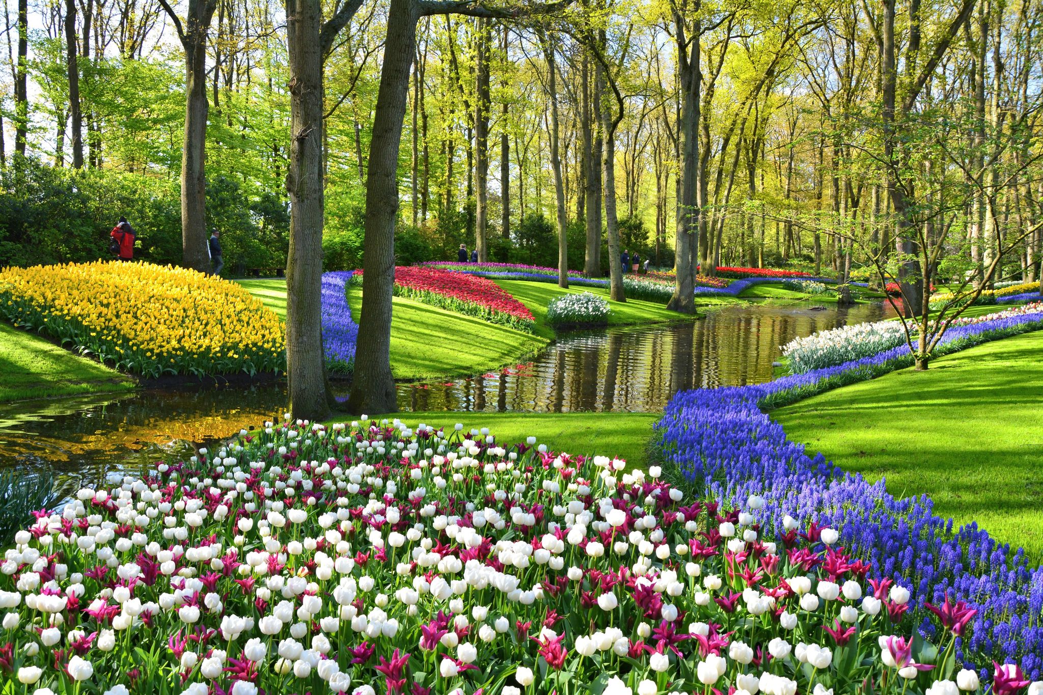 Photo of Keukenhof gardens blooming spring flowers by the pond, beautiful ornamental garden landscape at Lisse, Netherlands.