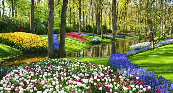 Photo of Keukenhof gardens blooming spring flowers by the pond, beautiful ornamental garden landscape at Lisse, Netherlands.