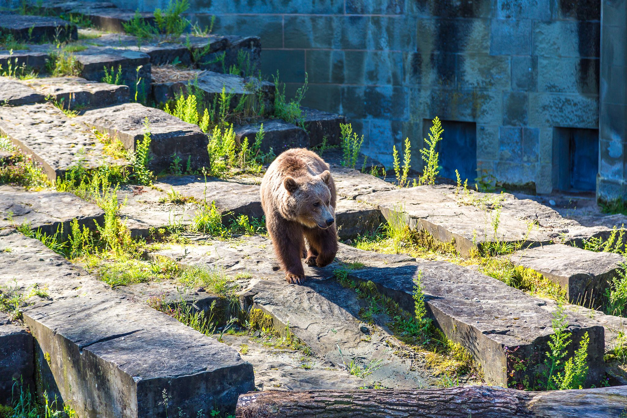 Photo of Bear in the bear pit in Bern in a beautiful summer day, Switzerland.