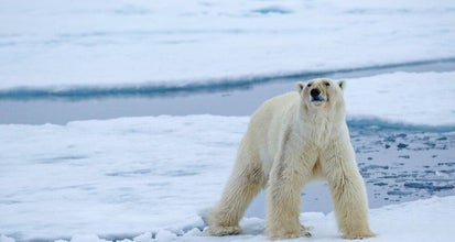 In polar bear country