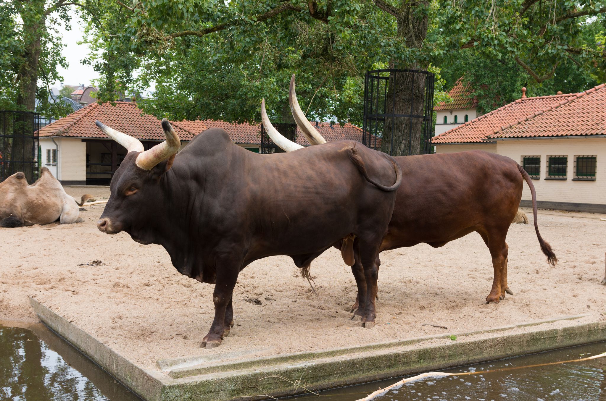 Photo of pair of longhorn cows in Artis zoo, Netherlands.