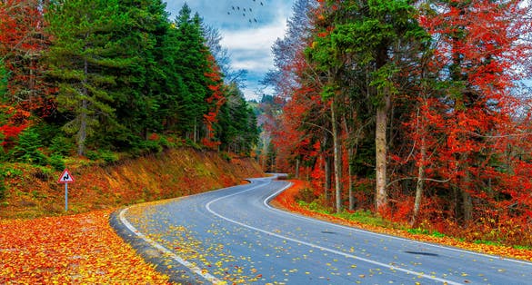 Photo of colorful leaves falling from trees, amazing landscape, Bursa, Turkey.