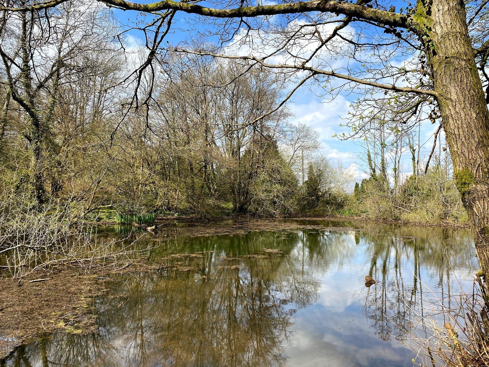Allt-yr-yn Nature Reserve, Allt-Yr-Yn, Newport, Wales, United Kingdom