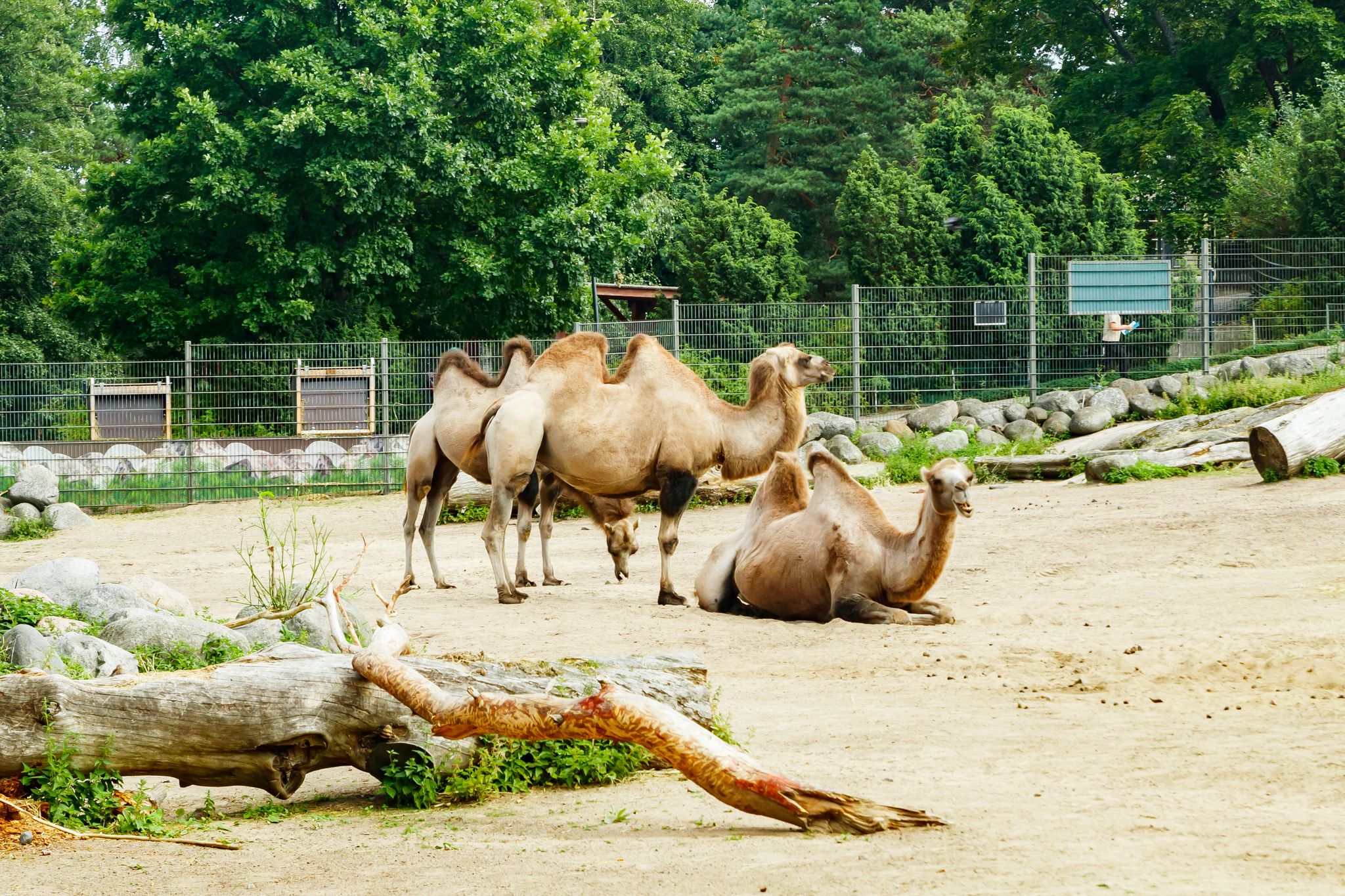Photo of Camels at the Korkeasaari Zoo in Helsinki at summer.
