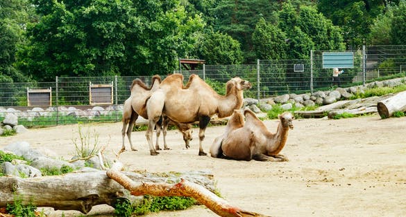 Photo of Camels at the Korkeasaari Zoo in Helsinki at summer.