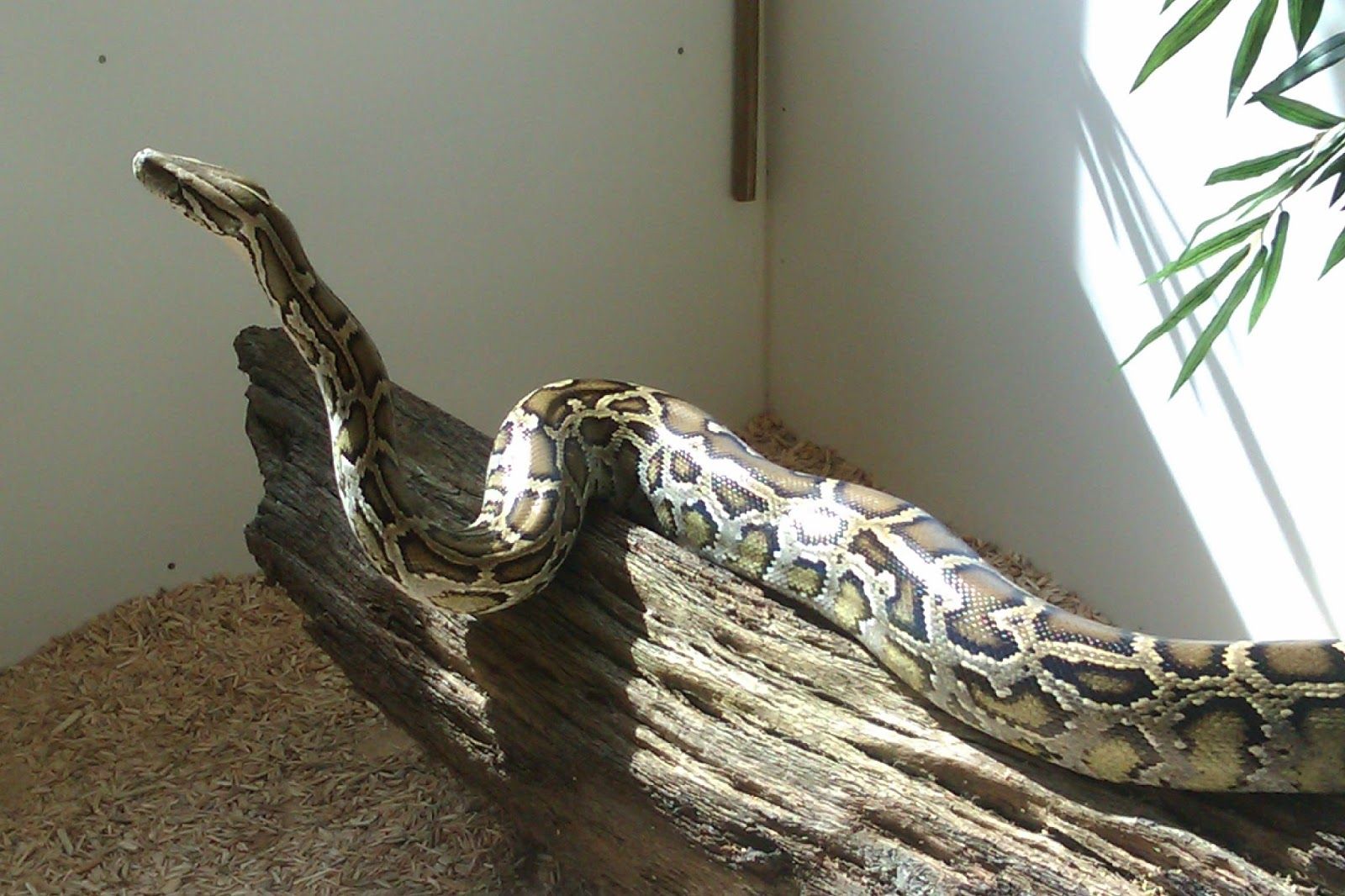 C&J's Animal Park, Derryvane, County Armagh, Northern Ireland, United Kingdom