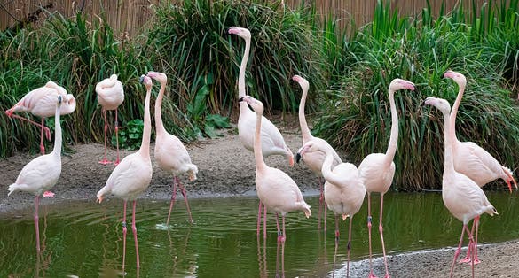 Photo of Pink Flamingos in Bristol Zoo ,UK.