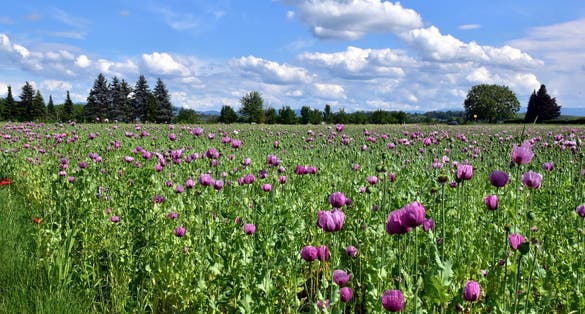 Photo of Purple opium poppy in a field in Forchheim.