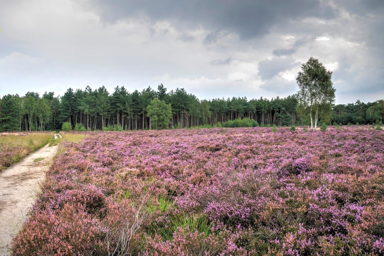 Cartierheide, Hapert, Bladel, North Brabant, Netherlands
