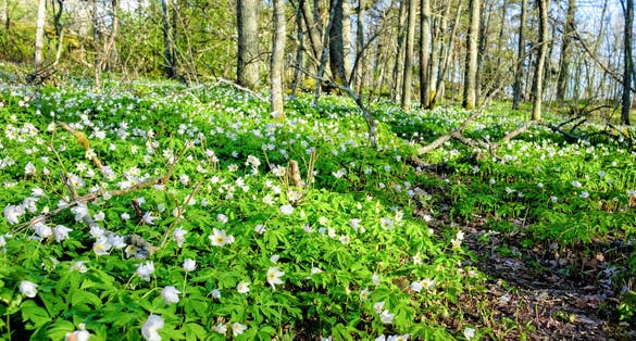 Photo of springtime is the moment for wild wood anemones, Turku, Finland.