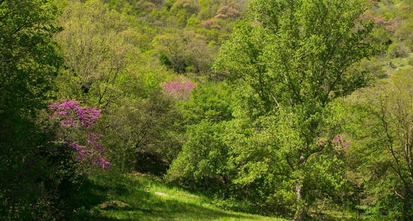 PHOTO OF Assisi, Umbria, Italy, Bosco di San Francesco, A FAI walk in Saint Francis Footsteps