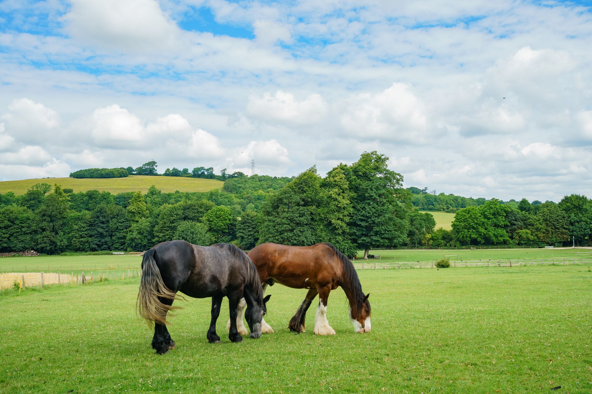 Photo of Horses walking in the Weald & Downland Living Museum, United Kingdom.
