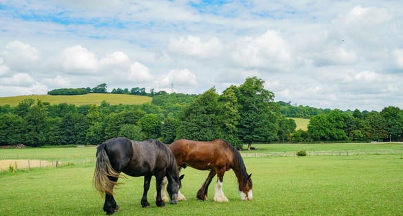 Photo of Horses walking in the Weald & Downland Living Museum, United Kingdom.