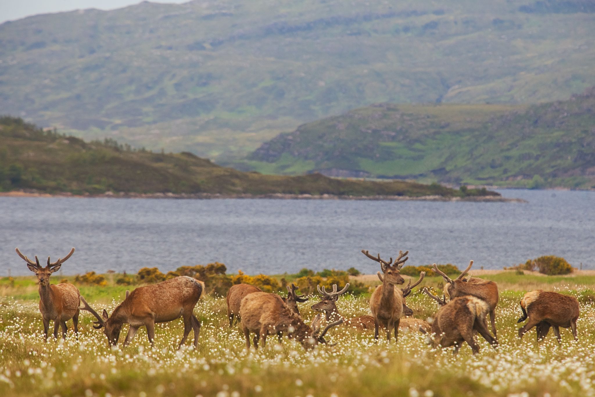 Highland Wildlife Park travel guide