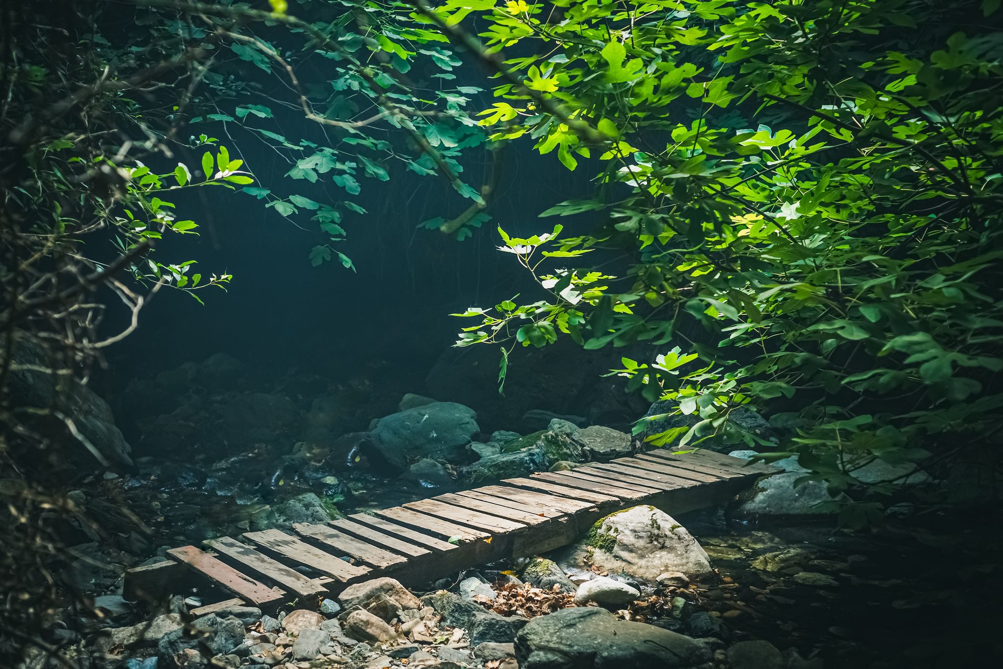 photo of wooden bridge in Ida Mountain (KazDagi) National Park. Atmospheric green habitat in Balikesir, Turkey.