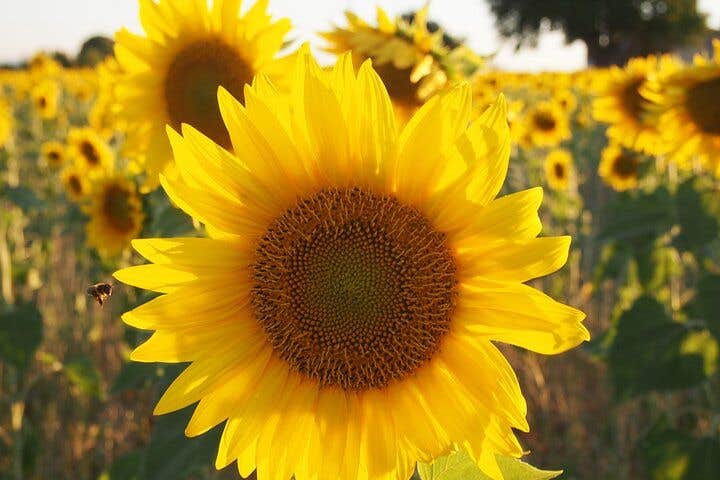 Lavender Fields Tour in Valensole from Marseille