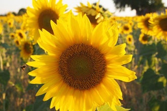 Lavender Fields Tour in Valensole from Marseille