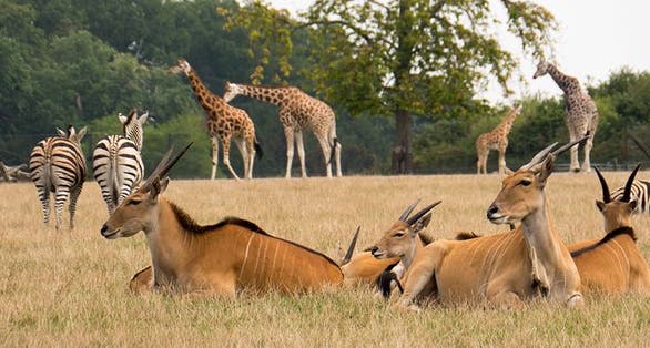 Photo of Knuthenborg Safaripark that is a safari park on the island of Lolland in the southeast of Denmark.
