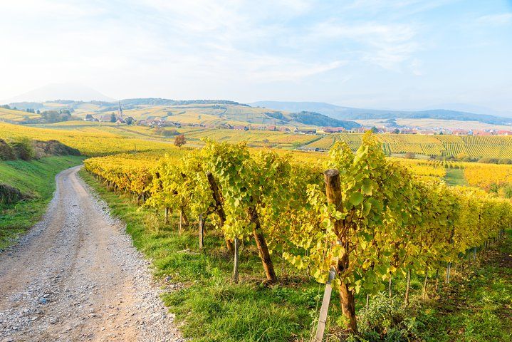 Alsace Half Day Wine Tour from Colmar