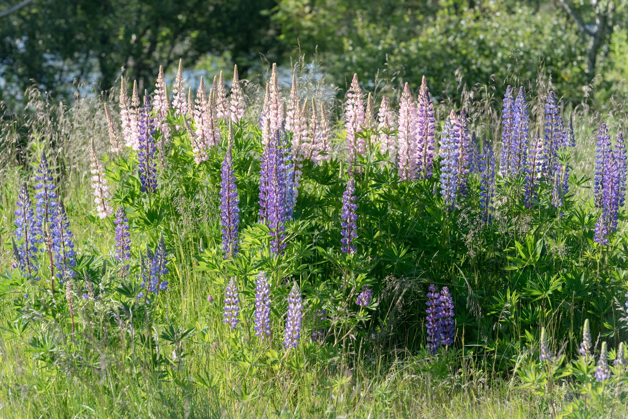 photo of view of bush of Delphinium Elatum blossoming flowers, shot under bright summer light near Stokmarknes, Hadseloya, Vesteralen, Norway
