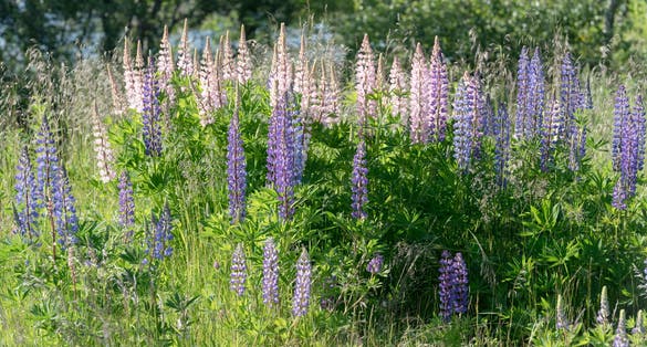 photo of view of bush of Delphinium Elatum blossoming flowers, shot under bright summer light near Stokmarknes, Hadseloya, Vesteralen, Norway