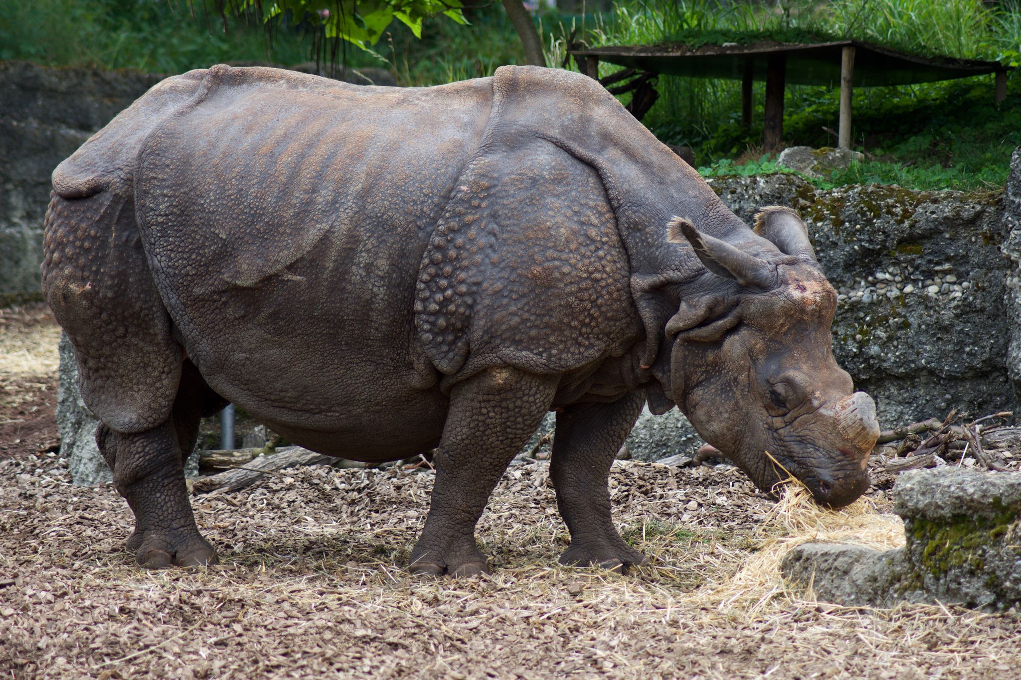 Photo of peacefully eating rhino from close in the zoo of Basel, Switzerland.