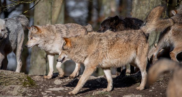 photo of view of Wolf, photo taken in wildpark in Germany during February 2022,Pforzheim Germany.