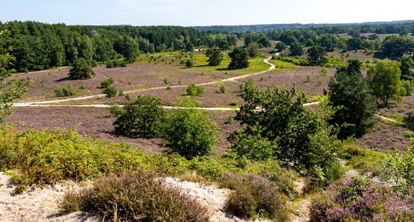 photo of landscape with heather with purple flowers and hiking trails in the Dutch countryside with trees in the background, sunny summer day in Brunssummerheide in the Netherlands.