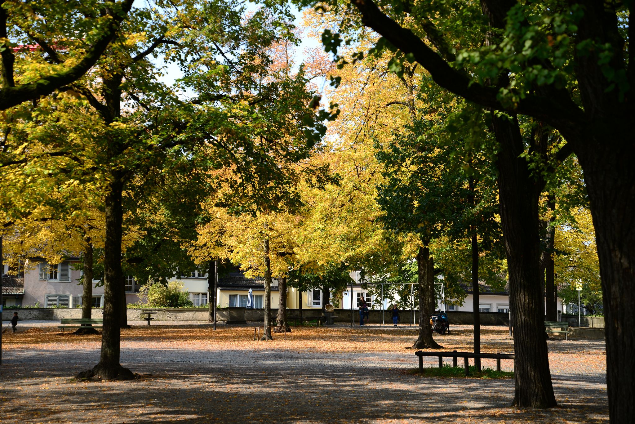 Photo of Autumn Trees at Lindenhof Park in Zurich, Switzerland, Europe.