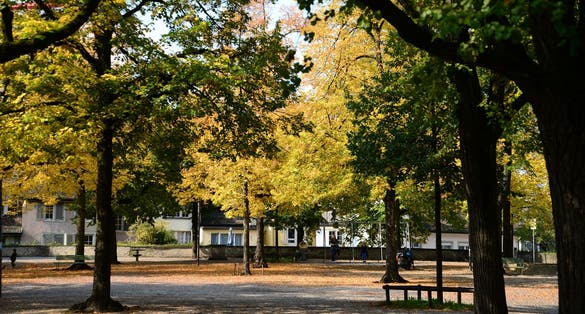 Photo of Autumn Trees at Lindenhof Park in Zurich, Switzerland, Europe.