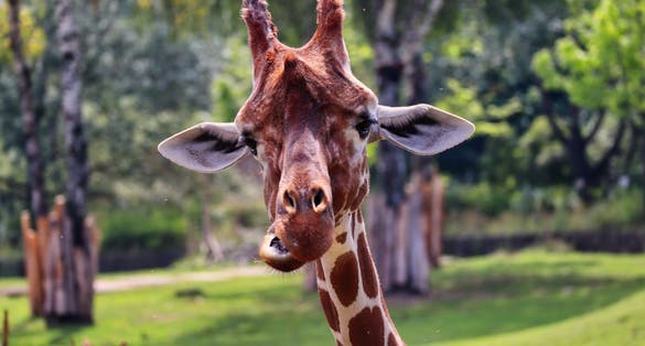 Photo of A portrait of a reticulated giraffe head in the zoo park Dvůr Králové in the Czech Republic.
