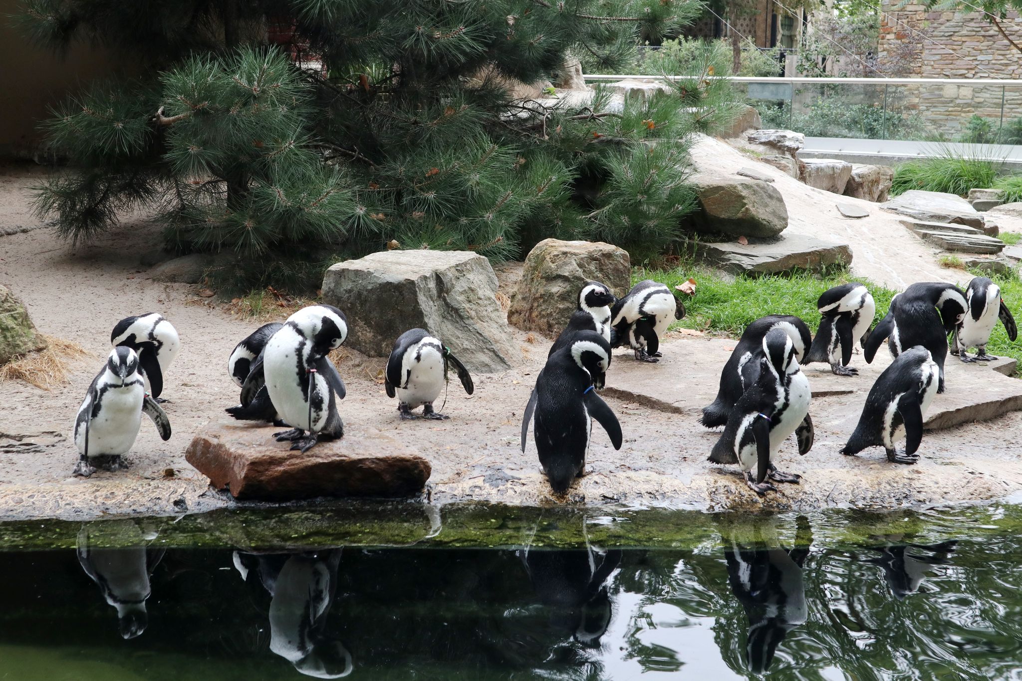 Photo of penguins are among the animals and the most popular in Antwerp Zoo, Belgium.