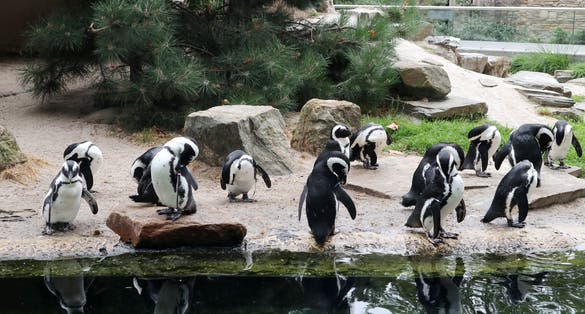 Photo of penguins are among the animals and the most popular in Antwerp Zoo, Belgium.