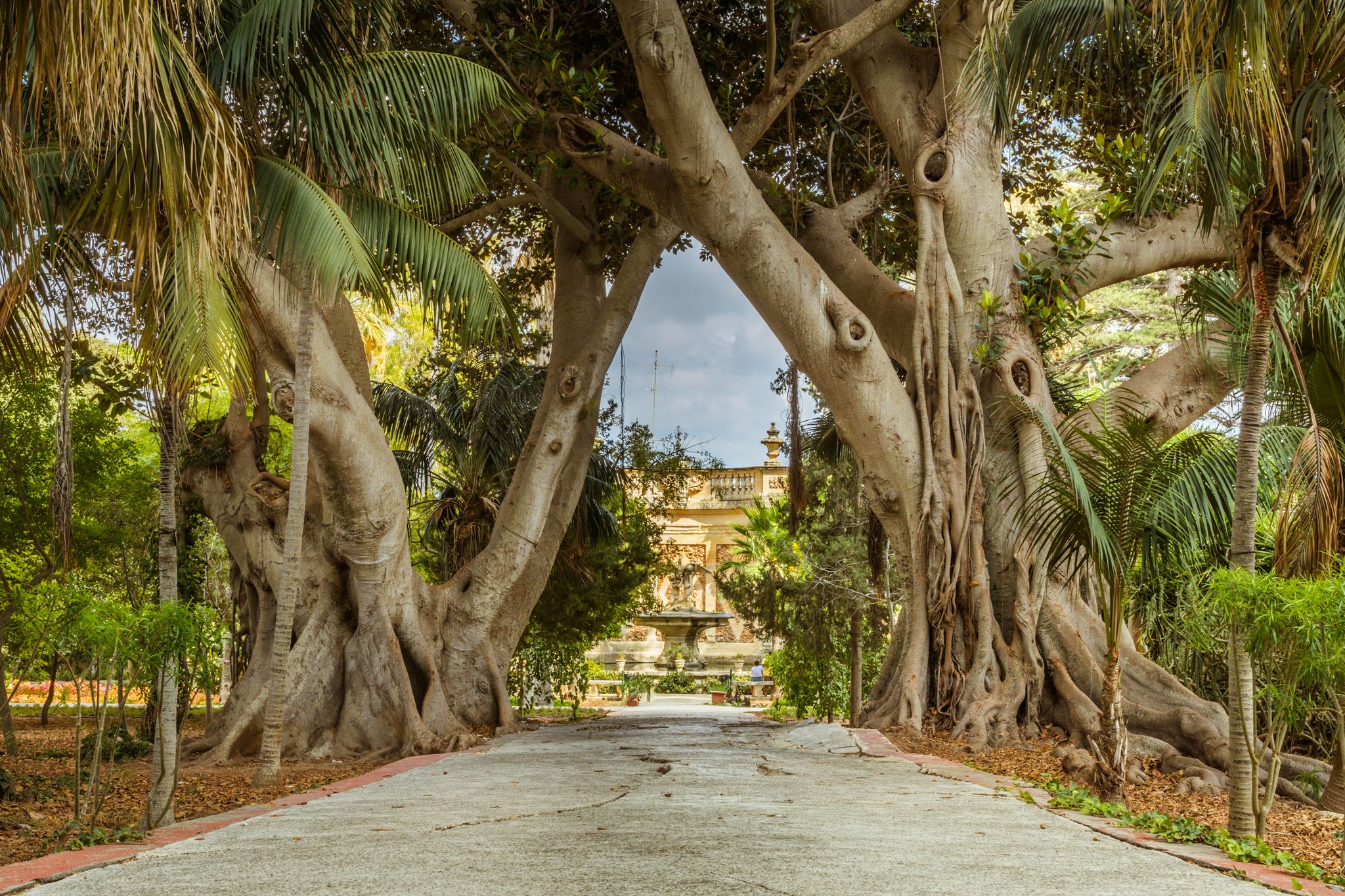 Photo of charming pathway through two big ficus trees, surrounded by lush flowers and plants, San Anton Gardens also known as the President's Gardens, in Attard, Malta.