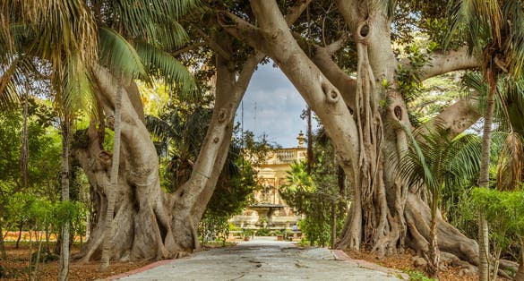 Photo of charming pathway through two big ficus trees, surrounded by lush flowers and plants, San Anton Gardens also known as the President's Gardens, in Attard, Malta.