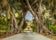 Photo of charming pathway through two big ficus trees, surrounded by lush flowers and plants, San Anton Gardens also known as the President's Gardens, in Attard, Malta.