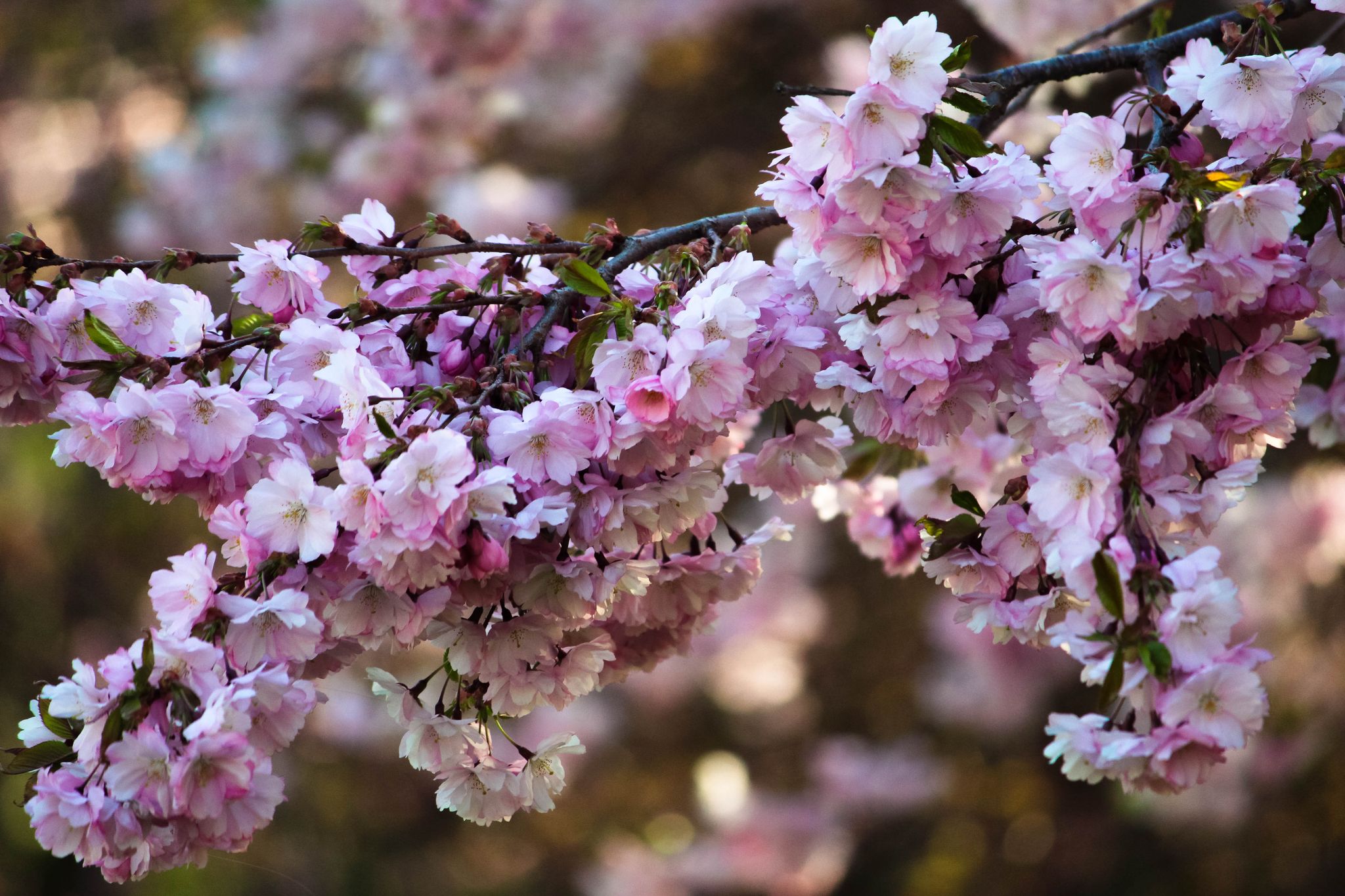 photo of blossom in Stadsträdgården, Karlstad in Sweden.