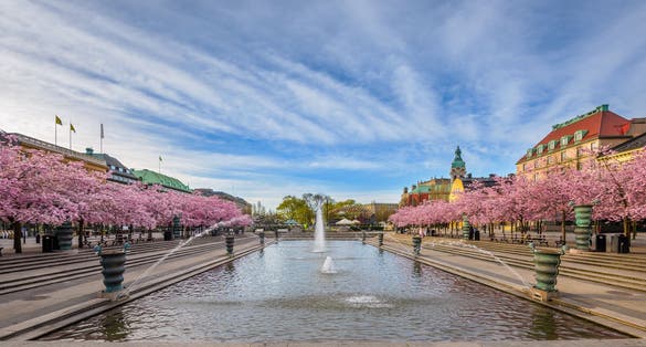 Photo of the famous meeting place Kungstradgarden in Stockholm with cherry trees in blossom.