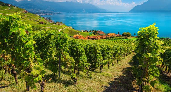 Photo of amazing vine rows with Lake Geneva in background, Switzerland.