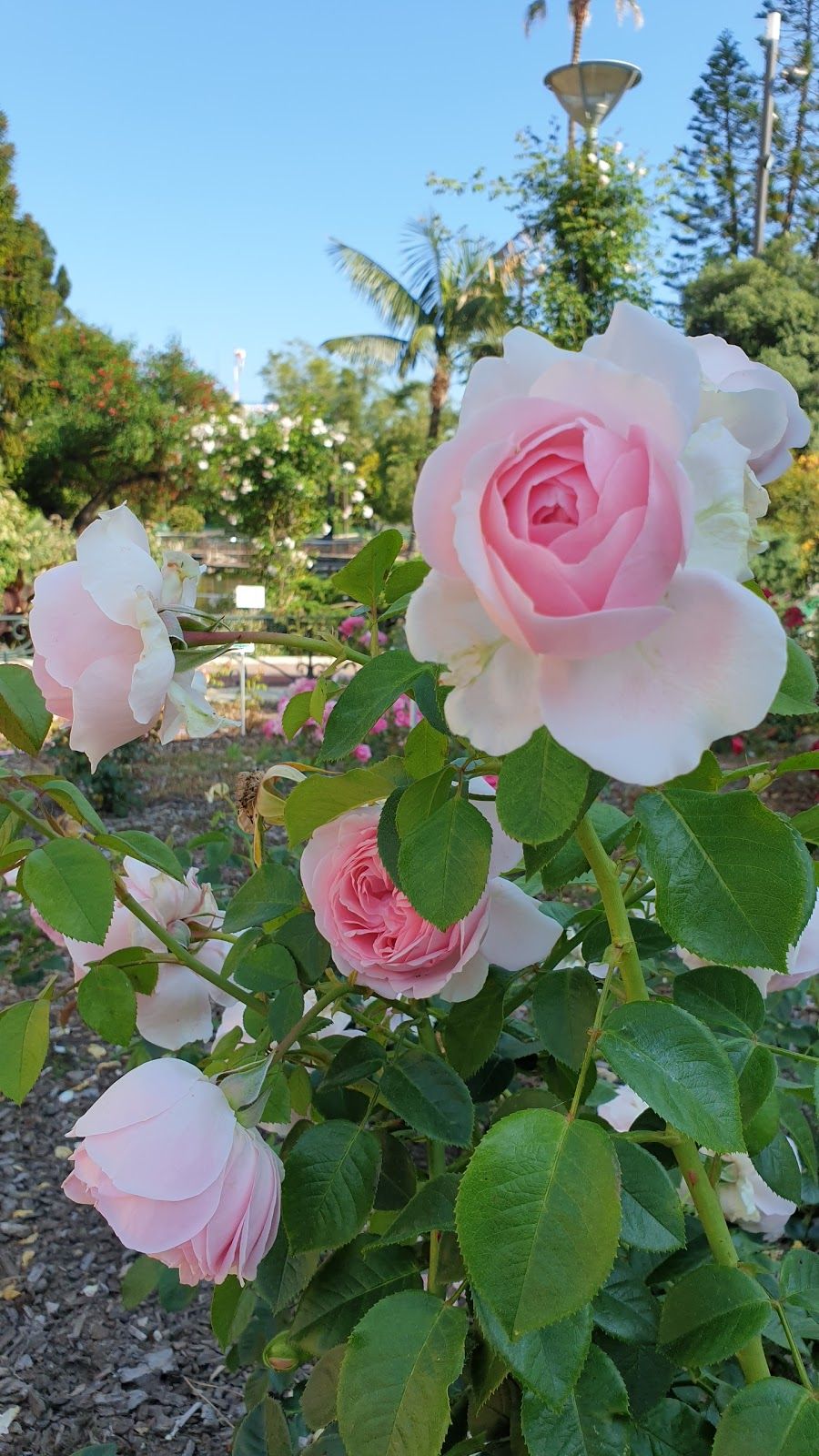 Roseraie Princesse Grace