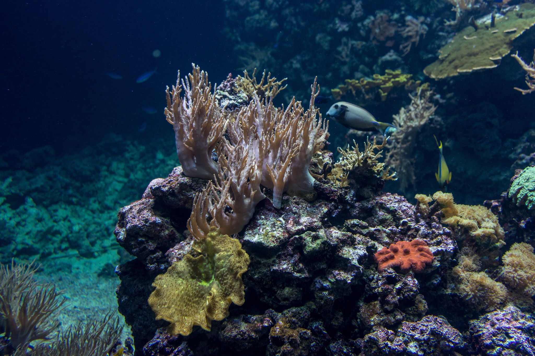 Photo of underwater in Burgers' Zoo in The Netherlands.