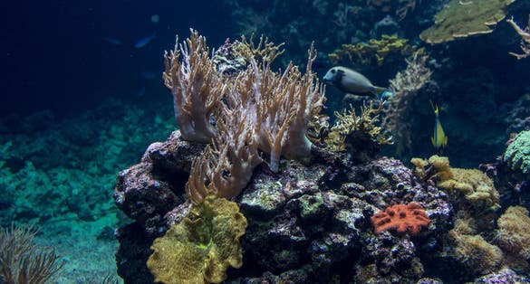 Photo of underwater in Burgers' Zoo in The Netherlands.