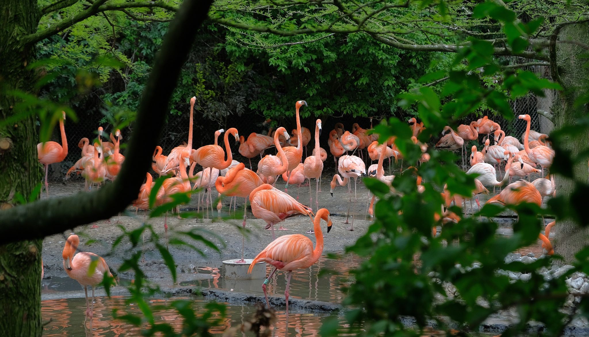 photo of group of red flamingos at the water, with green foliage in the background avifauna, Netherlands.