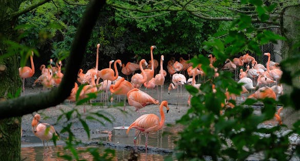 photo of group of red flamingos at the water, with green foliage in the background avifauna, Netherlands.
