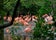 photo of group of red flamingos at the water, with green foliage in the background avifauna, Netherlands.