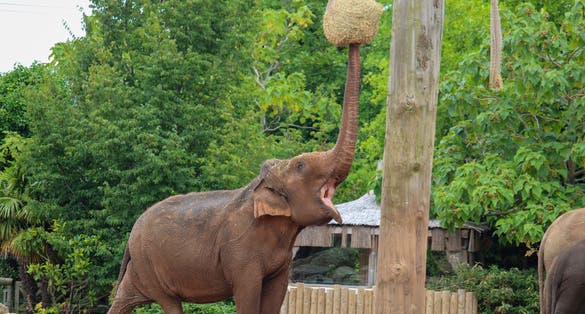 Asian Elephant at Chester Zoo.
