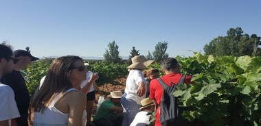 Ronda Day Tour and Winery Visits from Marbella