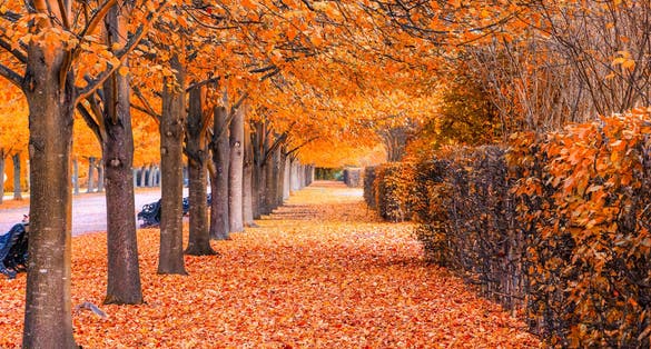Photo of beautiful autumnal scenery of tree tunnel in regent's park, London, UK.